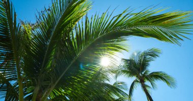 Avuç içi. Yaz cenneti konsepti. Yeşil orman. Tropikal arka plan. Egzotik yaz titreşimleri. Palmiye duvar kağıdı. Gün ışığında palmiye yaprakları. Tropik tasarım modeli. Madagaskar yazı. Tropik tasarım
