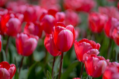 Bahar günü lale tarlasında kırmızı lale çiçeği. Parktaki renkli pembe laleler. Bahar manzarası. Baharda kırmızı lale bahçesi. Lale. Bahar doğasında bir buket güzel lale. Kapat.