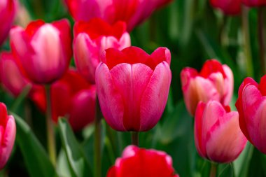 Kırmızı laleler. Güneşli bahar gününde bahçede açan kıpkırmızı lale çiçekleri. Kırmızı kestane rengi, parktaki yakut laleler. Bahar manzarası. Lale tarlası. Bahar çiçekleri
