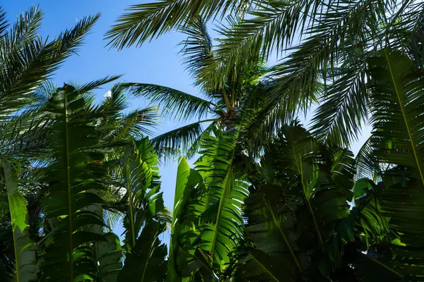 Tropik palmiye yapraklarının dokusu. Palmiye yaprakları deseni. Avuç içi. Yeşil yapraklı duvar kağıdı. Egzotik orman yaprakları. Yeşil yapraklar tropik yeşillik. Yeşil desen. Yeşil avuç arkaplanı