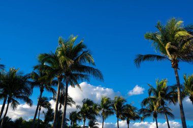 Tropik palmiye deseni. Doğal tropikal manzara. Yaz manzarası. Mavi gökyüzünde yeşil palmiye ağacı. Tropik cennet. Egzotik bir geçmiş. Palmiye manzarası. Tropik palmiye ağacı dokusu. Yaz palmiyeleri