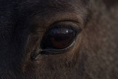 Koyu kahverengi gözlü atların yakın çekimi. Macro, atların bakışlarının detaylarını çekiyordu. Vahşi bir atın gözünden bak. Atların gözleri. Görkemli bir atın yakın plan portresi. At gözü yakın plan.