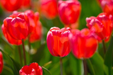 Bahar günü lale tarlasında kırmızı lale çiçeği. Parktaki renkli pembe laleler. Bahar manzarası. Baharda kırmızı lale bahçesi. Lale. Bahar doğasında bir buket güzel lale. Kapat.