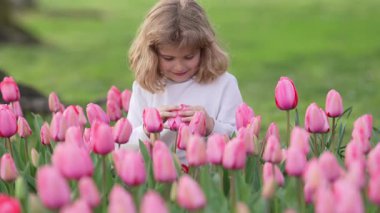 Hollanda 'daki lale çiçeği tarlasında bir çocuk. Hollanda 'daki lale tarlalarında bir çocuk. Çiçek açan lale çiçeği tarlasında bir çocuk. Bahar Çiçeği Bahçesi. Genç bir çocuk yeni toplanmış laleleri kokluyor.