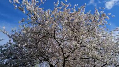 İlkbaharda güzel çiçekler açar. Çiçek açan çiçek ağacı. Çiçek açan ağaçlarla dolu bir bahar bahçesi. Baharda açan beyaz çiçekler. Çiçek açan kiraz bahçesi. Mavi gökyüzünde kiraz çiçekleri