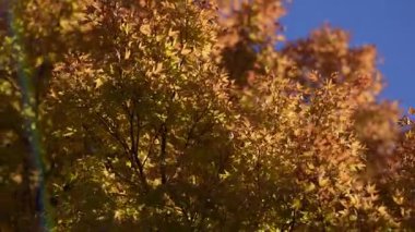 Sonbahar sonbahar arka planı. Akçaağaç sonbaharda ayrılır. Sonbahar manzarası. Yaprak düştü. Sonbaharın doğal güzelliği. Düşen yapraklar. Düşen akçaağaç sonbahar duvar kağıdını bırakır. Sonbahar yaprakları. Sonbahar yeşilliği