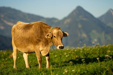 İnek otluyor doğal olarak. Çayırda inek var. Yeşil alanda otlayan çiftlik hayvanları. Sığır ve buzağılarla tarım hayatı. Kırsal alanda bir inek. Otlaklı sığır çiftliği. Süt ineği tarlada