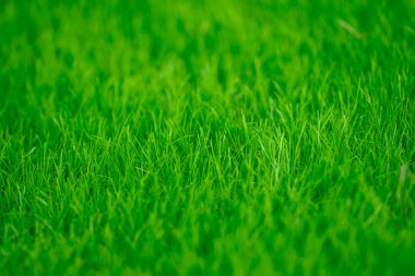 Çimen arka planı. Yeşil çayır. Yazın çimenli kırsal alanda. Huzurlu çim tepesi. Çimen deseni. Yaz otlağı. Güneşli bir arazi. Idyllic otlağı. Yeşil alan dokusu. Gökyüzünün altındaki çayır. Çimen duvar kağıdı