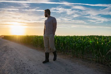 Bir çiftçi gün batımında mısır tarlasını inceler. Erkek çiftçi dışarıda, tarlada çalışıyor. Tarım işçisi çiftçi mısır hasat ediyor. Bir adam mısır tarlasını inceliyor. Çiftçiler ekinleri hasat etmek için çalışır.