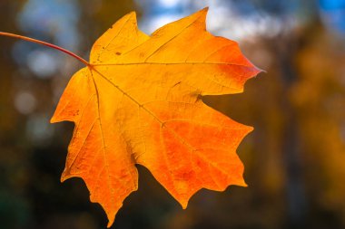 Sonbahar yaprakları. Akçaağaç yapraklarından sonbahar yaprakları. Sonbahar güneş ışığında yapraklar dökülür. Doğal sonbahar geçmişi. Sonbahar arkaplanı. Yeşillik, dökülen yapraklar. Sonbahar yeşilliği