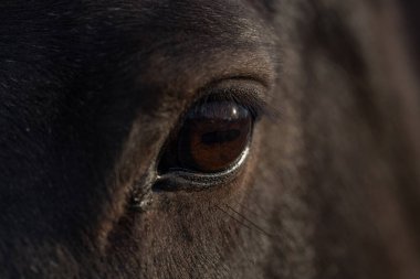 Koyu kahverengi gözlü atların yakın çekimi. Macro, atların bakışlarının detaylarını çekiyordu. Vahşi bir atın gözünden bak. Atların gözleri. Görkemli bir atın yakın plan portresi. At gözü yakın plan.
