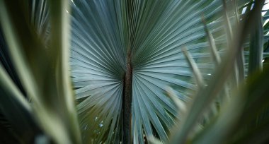 Avuç içi yaprakları. Yeşil yapraklı duvar kağıdı. Egzotik orman yaprakları. Geriye tropik yeşillik bırakır. Avuç içi yaprağı yakın çekim. Yeşil desen. Avuç içi yaprakları. Yeşil avuç arkaplanı