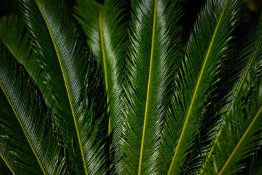 Avuç içi yaprakları. Yeşil yapraklı duvar kağıdı. Egzotik orman yaprakları. Geriye tropik yeşillik bırakır. Avuç içi yaprağı yakın çekim. Tropik yaprak deseni. Palmiye yaprakları tasarımı. Yeşil avuç arkaplanı