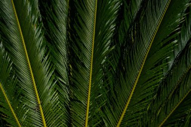 Avuç içi yaprakları. Yeşil yapraklı duvar kağıdı. Egzotik orman yaprakları. Geriye tropik yeşillik bırakır. Avuç içi yaprağı yakın çekim. Tropik yaprak deseni. Doğa palmiyesi tasarımı. Yeşil avuç arkaplanı