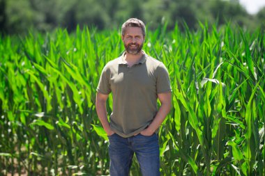 Bir çiftçi çiftlikteki mısır tarlasında. Çiftçi mısır çiftliğinde çalışıyor. Mısır çiftliğindeki bir erkek çiftçinin portresi. Tarım işçisi, çiftçi. Mısır koçanı hasadı. Kırsal alanda bir adam