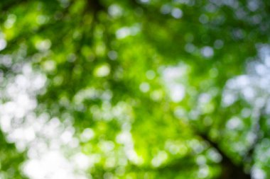 Bulanık doğal yeşil yapraklar bokeh arkaplan. Doğadaki yeşil bokeh soyut bulanık arkaplan. Bulanık yeşillik. Bulanık yeşil yaprak arka planı. Pankart ve poster için bulanık yeşil arkaplanda yapraklar