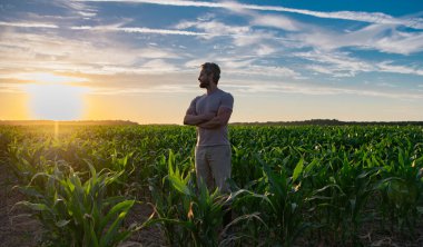 Bir çiftçi gün batımında mısır tarlasını inceler. Erkek çiftçi dışarıda, tarlada çalışıyor. Tarım işçisi çiftçi mısır hasat ediyor. Bir adam mısır tarlasını inceliyor. Çiftçiler ekinleri hasat etmek için çalışır.