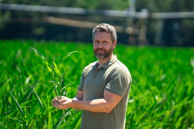 Bir çiftçi çiftlikteki mısır tarlasında. Çiftçi mısır çiftliğinde çalışıyor. Mısır çiftliğindeki bir erkek çiftçinin portresi. Tarım işçisi, çiftçi. Mısır koçanı hasadı. Kırsal alanda bir adam