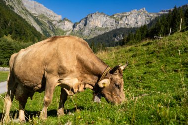 Yeşil bir çayırda otlayan inek. Otlaktaki sığır sürüsü. Otlayan inekli dağlık çayırlar. İnek çiftliği olan tarım arazisi. İnek dolu otlak alanları. Çimen sığırı. Sığır çiftliği