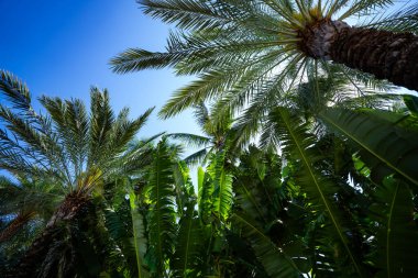 Avuç içi yaprakları. Yeşil yapraklı duvar kağıdı. Egzotik orman yaprakları. Geriye tropik yeşillik bırakır. Avuç içi yaprağı yakın çekim. Yeşil desen. Avuç içi yaprakları. Yeşil avuç arkaplanı