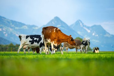 İnekler yeşil bir çayırda otluyor. Kırsalda sığır sürüsü. Otlayan inekleri olan dağlık çayırlar. İneklerle dolu tarım arazileri. İneklerle dolu otlak alanlar. Çimen sığır