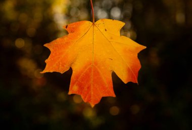 Sonbahar sonbahar arka planı. Akçaağaç sonbaharda ayrılır. Sonbahar manzarası. Sonbahar arkaplanı. Sonbaharın doğal güzelliği. Düşen yapraklar. Düşen yapraklar sonbahar duvar kağıdı. Sonbahar yaprakları. Sonbahar yeşilliği