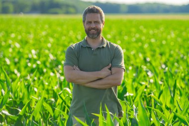 Bir çiftçi tarladaki mısır tarlasını inceliyor. Çiftçi mısır yetiştirmek için çiftlikte çalışıyor. Kırsal kesimde bir erkek çiftçinin portresi. Tarım işçisi, çiftçi