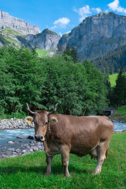 İnek, çiftlik hayvanı konsepti. Çayırda inek var. Yeşil alanda otlayan çiftlik hayvanları. Sığır ve buzağılarla tarım hayatı. Kırsal alanda bir inek. Otlaklı sığır çiftliği. Süt ineği tarlada
