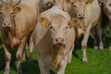 İnekler çayırda otluyor. Sığır sürüsü. Çiftlik hayvanı ineği yeşil çimlerle besleniyor. Otlayan inekler otlak arazide otlar. Çiftlikteki sığırlar. Doğada otlayan inekler. İneklerle birlikte çayırı açın. Sığır sürüsü