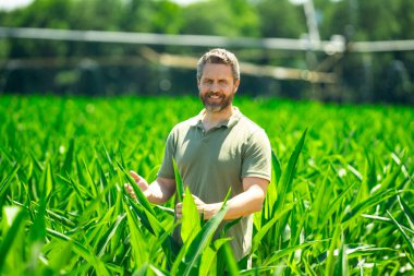 Bir çiftçi çiftlikteki mısır tarlasında. Çiftçi mısır yetiştirmek için çiftlikte çalışıyor. Kırsal kesimde bir erkek çiftçinin portresi. Tarım işçisi, çiftçi. Mısır koçanı hasadı. Kırsal alanda bir adam