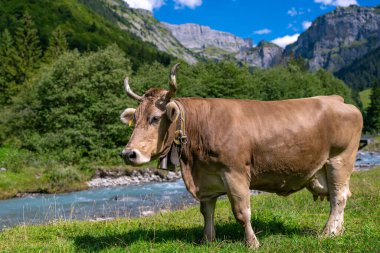 Yeşil bir çayırda duran inek. Tarladaki inek. Çiftlik hayvanları kırsalda otluyor. Sığır ve buzağılarla tarım hayatı. Kırsal alanda bir inek. Otlaklı sığır çiftliği. Süt ineği