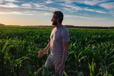 Bir çiftçi gün batımında mısır tarlasını inceler. Erkek çiftçi dışarıda, tarlada çalışıyor. Tarım işçisi çiftçi mısır hasat ediyor. Bir adam mısır tarlasını inceliyor. Çiftçi çiftlikte mısır yetiştirir.