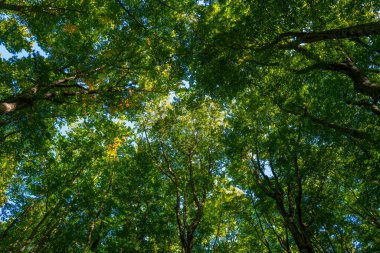 Yaprak arka planı bulanık. Bulanık yeşil arka planda yeşil yaprak. Bokeh yaz doğası geçmişi. Yeşil doğa. Ormanda yeşil yaprak. Arkaplanı bulanık bırakır. Yeşil yaprak arkaplanı