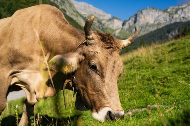 Meadow 'da inek. Yeşil tarladaki sığırlar. Çimenli otlaktaki inek. Kahverengi İnek kırsal alanda portre yakın. İnekler yaz otlaklarında otlar. Kırsal inekler. Otlaktaki inekler. İnekler yüz yüze.