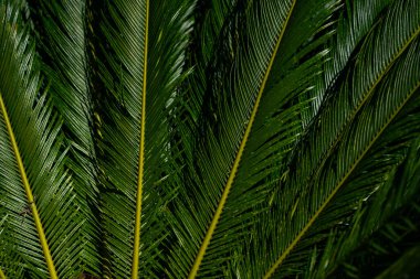 Palmiye yaprakları deseni. Avuç içi. Yeşil yapraklı duvar kağıdı. Egzotik orman yaprakları. Yeşil yapraklar tropik yeşillik. Yeşil desen. Avuç içi yaprakları. Yeşil avuç arkaplanı