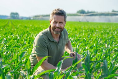 Bir çiftçi mısır tarlasını inceliyor. Çiftçi mısır yetiştirmek için çiftlikte çalışıyor. Kırsal kesimde bir erkek çiftçinin portresi. Tarım işçisi, çiftçi