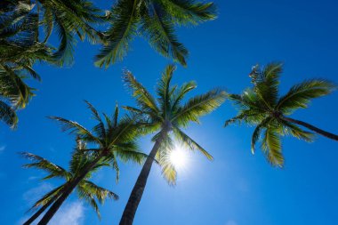 Avuç içi. Yaz cenneti konsepti. Yeşil orman. Tropikal arka plan. Egzotik yaz titreşimleri. Palmiye duvar kağıdı. Gün ışığında palmiye yaprakları. Tropik tasarım modeli. Bali Yazı. Tropik tasarım