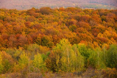 Sonbahar ormanı. Güneşli bir günde ormanın sonbahar manzarası. Turuncu yapraklar parkta, sonbahar doğal arka planı. Turuncu renk ağacı, sonbahar ormanında kırmızı akçaağaç yaprakları. Sıcak sonbahar ormanı manzarası, sonbahar mevsimi