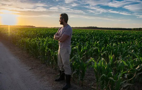 Bir çiftçi gün doğumunda mısır tarlasını teftiş eder. Erkek çiftçi dışarıda, tarlada çalışıyor. Tarım işçisi çiftçi mısır hasat ediyor. Bir adam mısır tarlasını inceliyor. Çiftçi çiftlikte mısır yetiştirir.
