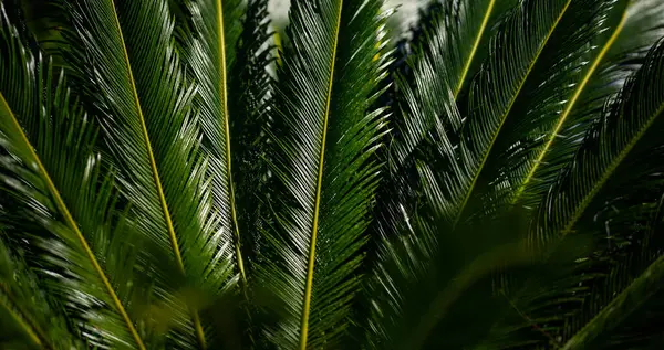 Avuç içi yaprakları. Yeşil palmiye yaprakları duvar kağıdı. Egzotik orman yaprakları. Geriye tropik yeşillik bırakır. Avuç içi yaprağı yakın çekim. Tropik yaprak deseni. Doğa palmiyesi tasarımı. Yeşil arkaplan
