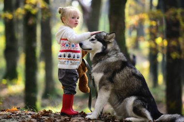 Köpekle gezen çocuk. Sonbahar parkında köpekle oynayan bir çocuk. Küçük kız şirin Husky 'ye sarılıyor. Çocuk ve köpek. Evcil köpekli bir çocuk. Sonbahar yeşilliğinde şirin bir köpek yavrusu. Yumuşak köpek ve çocuk portresi. Köpek dostları