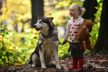 Köpekle gezen çocuk. Sonbahar parkında köpekle oynayan bir çocuk. Küçük kız şirin Husky 'ye sarılıyor. Çocuk ve köpek. Evcil köpekli bir çocuk. Sonbahar yeşilliğinde şirin bir köpek yavrusu. Yumuşak köpek ve çocuk portresi