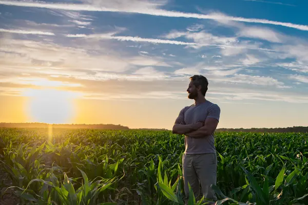 Bir çiftçi gün batımında mısır tarlasını inceler. Erkek çiftçi dışarıda, tarlada çalışıyor. Tarım işçisi çiftçi mısır hasat ediyor. Bir adam mısır tarlasını inceliyor. Çiftçiler ekinleri hasat etmek için çalışır.