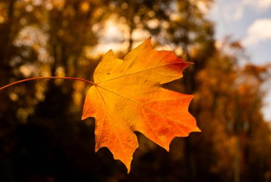Sonbahar sonbahar arka planı. Akçaağaç sonbaharda ayrılır. Sonbahar manzarası. Yaprak düştü. Sonbaharın doğal güzelliği. Düşen yapraklar. Düşen akçaağaç sonbahar duvar kağıdını bırakır. Sonbahar yaprakları. Sonbahar yeşilliği