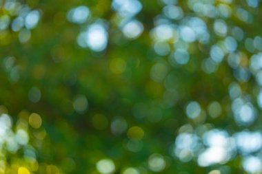 Doğal bulanık efektli yumuşak yeşil bir arka plan. Bokeh 'le yaz yaprakları. Taze ve canlı yeşil bir duvar kağıdı. Bulanık ağaç yaprakları. Bulanık yaprak deseni ve yeşil ışık. Soyut yeşil yaprak