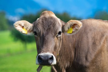 İnek, çiftlik hayvanı konsepti. Çayırda inek var. Yeşil alanda otlayan çiftlik hayvanları. Sığır ve buzağılarla tarım hayatı. Kırsal alanda bir inek. Otlaklı sığır çiftliği. Süt ineği tarlada