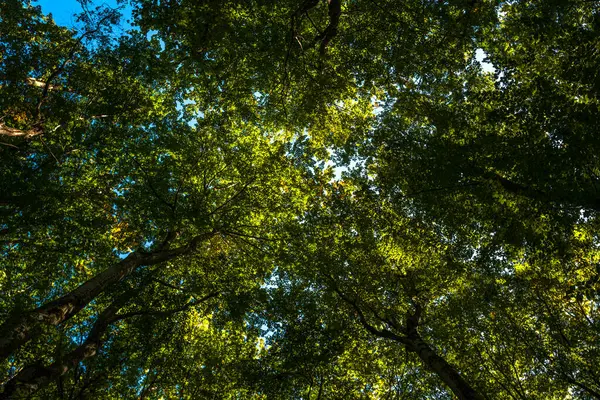 Yaz tabelasında yeşil yaprak. Çevre ekolojisi ya da yeşillik duvar kağıdı. Yeşil yapraklı arka plan. Doğa geçmişi. Yaprakların bulanık arkaplanı. Yaprak yeşili doğa yeşil arkaplan