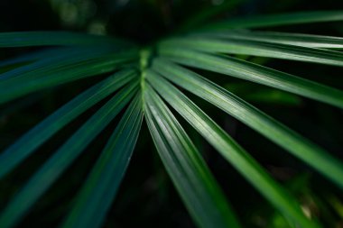 Avuç içi yaprakları. Yeşil palmiye yaprakları duvar kağıdı. Egzotik orman yaprakları. Geriye tropik yeşillik bırakır. Avuç içi yaprağı yakın çekim. Tropik yaprak deseni. Doğa palmiyesi tasarımı. Yeşil arkaplan