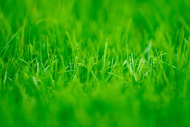 Çimen arka planı. Yeşil çayır. Yazın çimenli kırsal alanda. Huzurlu çim tepesi. Çimen deseni. Bahar çayırı. Güneşli bir arazi. Idyllic otlağı. Yeşil alan dokusu. Gökyüzünün altındaki çayır. Çimen duvar kağıdı