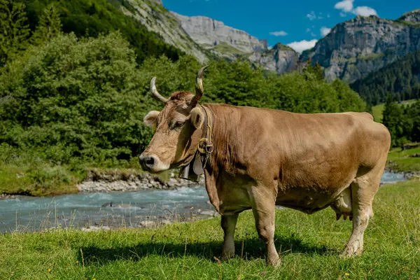 Yeşil bir çayırda otlayan inek. Yaz otlağında sığır sürüsü. Otlayan inekli dağlık çayırlar. İnek çiftliği olan tarım arazisi. İnek dolu otlak alanları. Çimen sığırı. Sığır çiftliği